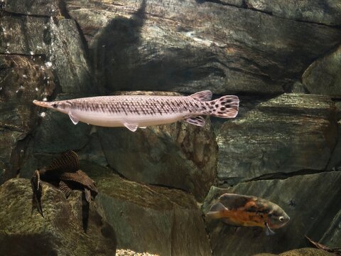 Elongated ancient fish displaying slow ambush posture amidst atmospheric rockscape and subdued light