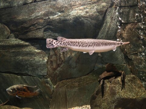 Graceful polypterus moves over textured gravel. Calm fish swim past rocks in tranquil aquarium setting