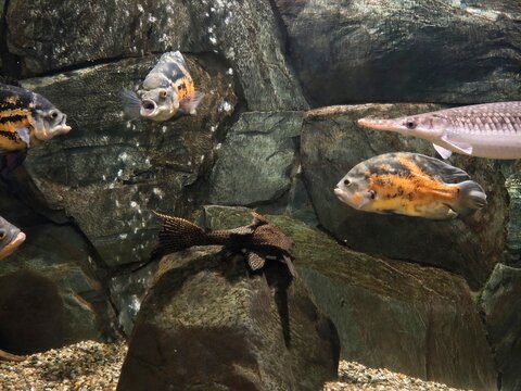 Colorful aquatic ecosystem display. Eclectic community of fish swimming among textured stone backgrounds