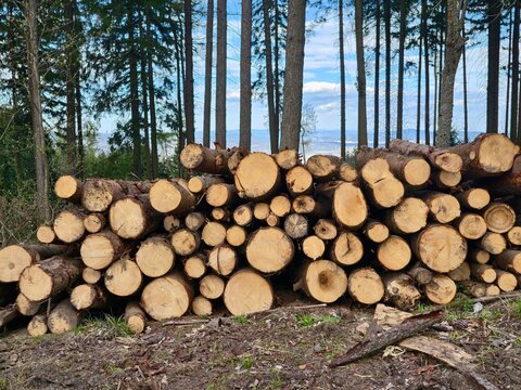Forest clearing showcasing freshly cut timber. Harvested pine trees arranged neatly in forest setting
