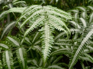 Fern with silver veins. Serene spa scene featuring lush fern leaf with metallic veins and dewy surface © Vladimir
