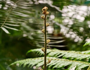 Fresh fiddlehead reveals spiral beauty. Emerging fern curl showcases elegant natural symmetry © Vladimir