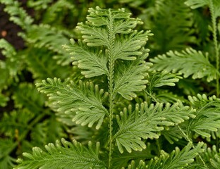 Gentle leaf display. Softly spreading fern leaves showcasing intricate pinnules and lush green hues © Vladimir