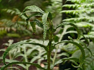 Damp forest environment showcasing curled fern with intricate spotted veins and delicate spore patterns © Vladimir