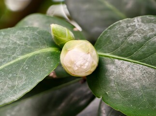 Morning floral serenity. Closeup of budding flower on shiny leaves during peaceful morning hours © Vladimir