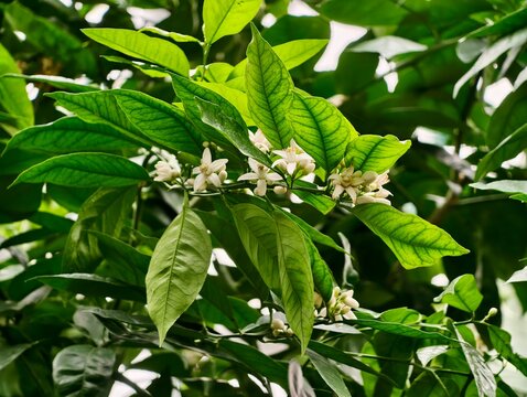 Softly lit blossoms with fragrant leaves. Tiny white flowers clustered on tree with glossy foliage