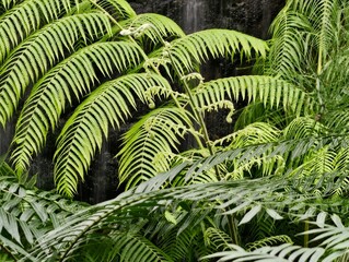 Backlit leaves create striking shapes. Dense rainforest canopy with illuminated veins and dramatic shadows © Vladimir