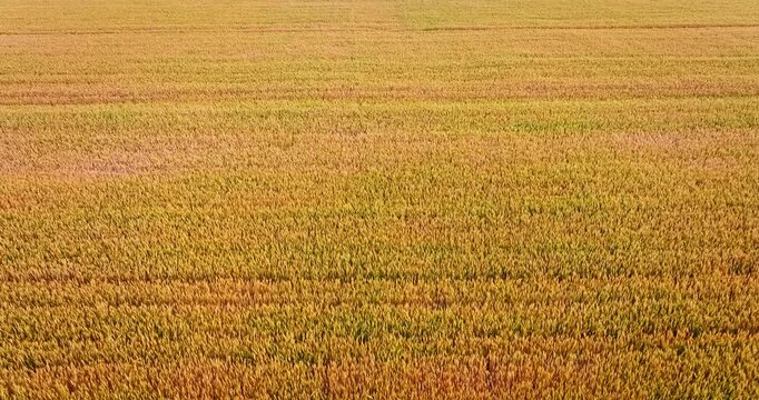 Aerial view of vast golden wheat fields at harvest in a rural agricultural landscape