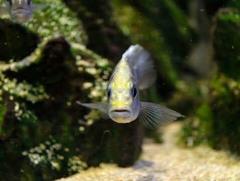 Fierce fish gaze with flared fins. Brightly lit aquarium captures vivid territorial display of fish