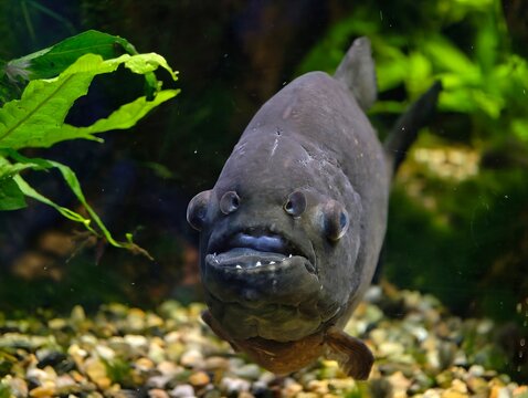 Menacing fish face with plants. Dark fish closeup showing threatening mouth and aquarium background