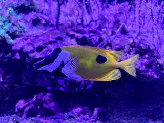 Brightly marked reef fish glide near coral formations while searching across rocky underwater terrain © Vladimir