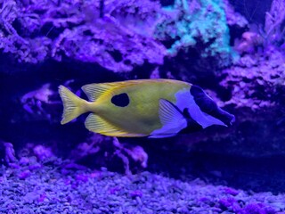 Surreal scene of vibrant reef fish swimming gracefully over rugged rocks under violet light © Vladimir