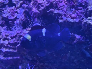 Silhouetted reef fish against anemone and rocky background illuminated by moody purple light © Vladimir