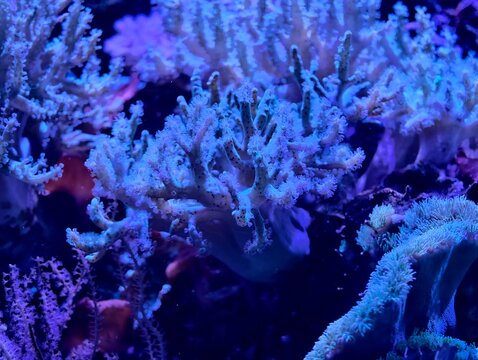 Complex coral ensembles featuring lively polyps and vivid illumination in aquatic environments
