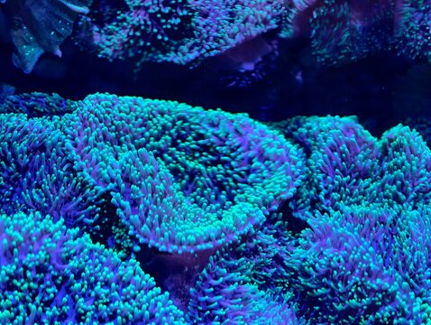 An immersive closeup revealing coral polyp formations illuminated by fluorescent turquoise accents