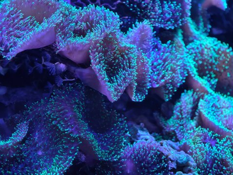 Closeup of vibrant anemone. Detailed study of neon anemone with dense polyps and luminous tips