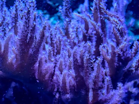 Detailed view of vibrant purple coral polyps with neon glow and delicate waving tentacles over textured rocks