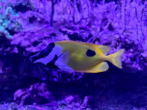 Brightly marked reef fish glide near coral formations while searching across rocky underwater terrain
