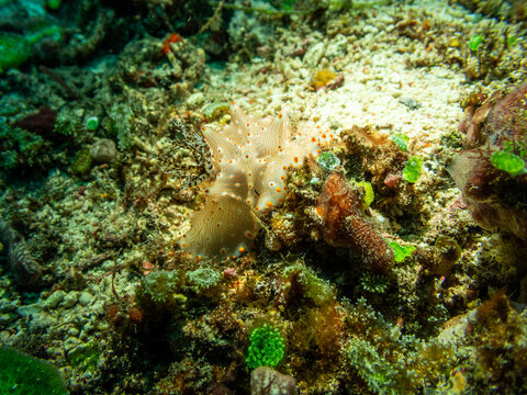 Halgerda Batangas nudibranch laying eggs in Raja Ambut