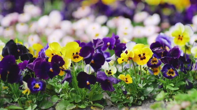 Colorful garden pansy flowers moving in the wind. Beautiful summer flower background in the park. Group of blossoming viola tricolor in the flowerbed. Close up of vibrant spring pansies in the garden.