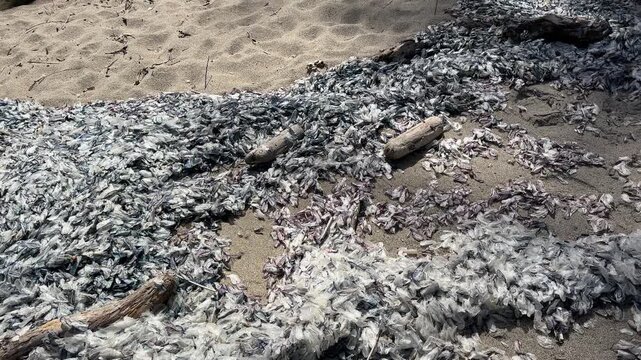 Piles of dead velella washed up on a beach on the Oregon coast.