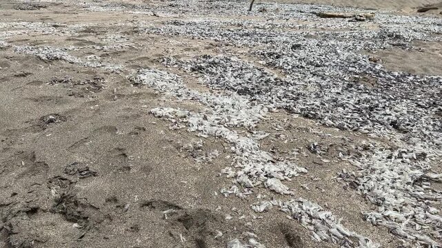 Piles of dead velella washed up on a beach on the Oregon coast.