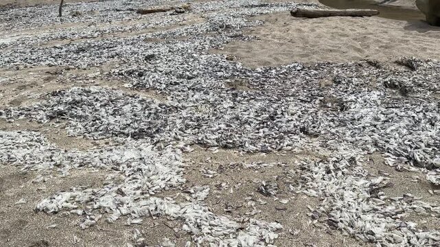 Piles of dead velella washed up on a beach on the Oregon coast.