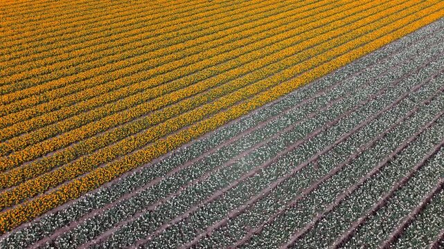 Aerial high-angle view of contrasting yellow and white tulip fields in the Netherlands. Perfectly straight diagonal rows of blooming flowers create a vibrant geometric pattern in the Dutch spring.