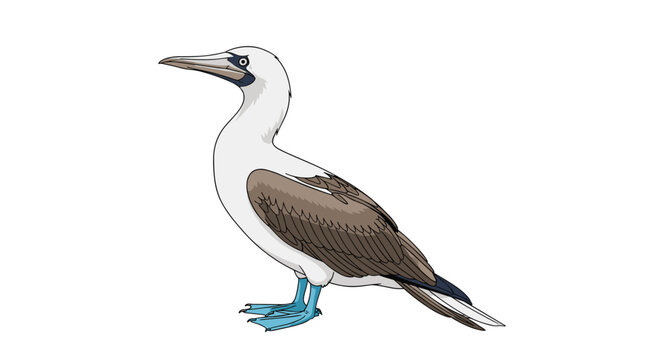 Unique blue-footed booby bird with its distinctive bright blue feet is shown standing in profile against a white background.