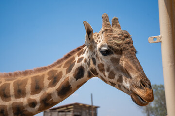 Naklejka premium Giraffe close up with blue sky background and natural pattern