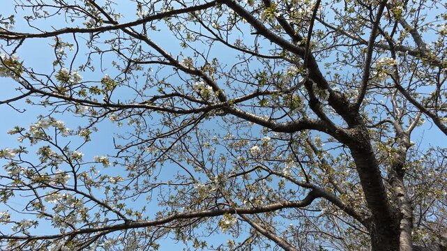 青空のもと咲く桜