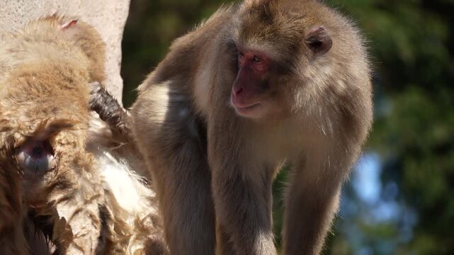 Wet monkeys (Macaca fuscata) playing around at 60fps