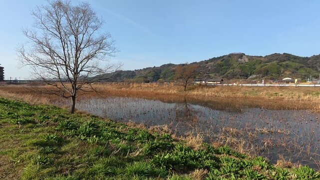 沼の平和な風景