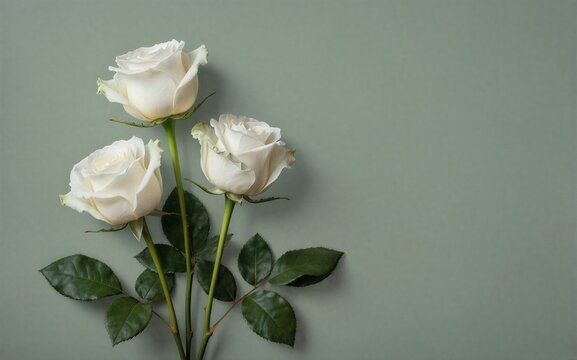 Three white roses with green leaves on a soft gray background.