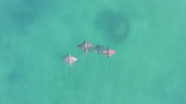 Eagle ray underwater flying Australia beautiful 