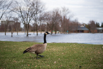 Goose © Michelle