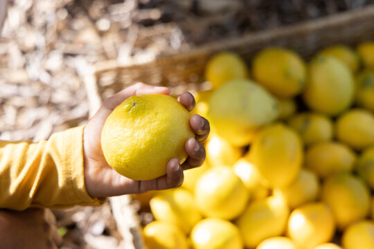 Adult hand in longsleeve yellow holding, inspecting citrus by crate on straw at market, copy space
