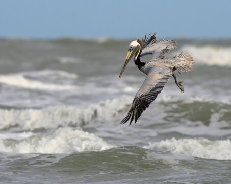 Brown pelican (Pelecanus occidentalis) diving into stormy ocean, Galveston, Texas, USA.