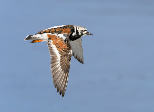 ruddy turnstone (Arenaria interpres) flying over ocean during spring migration, Galveston, texas, USA