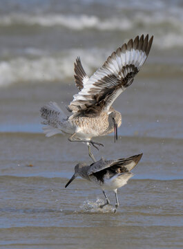 Territorial fight of willets (Tringa semipalmata) at the ocean coast, Galveston, Texas, USA.