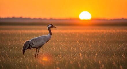 Fototapeta premium Sandhill crane at sunset a golden hour wildlife portrait