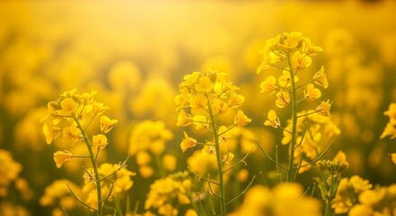 Fototapeta premium Vibrant yellow rapeseed flowers in a sunlit field, close-up, bokeh background