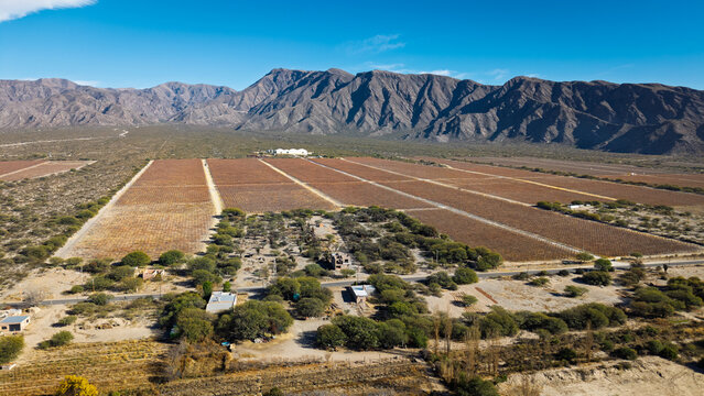 Stunning aerial view of Cafayate vineyard with harvest-colored rows and Andean mountain range backdrop in Salta, Argentina.