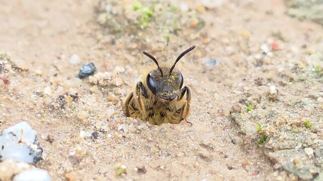 
Ground Bee Peeking Out    (Individual B) Part 3 - Half Emerged

