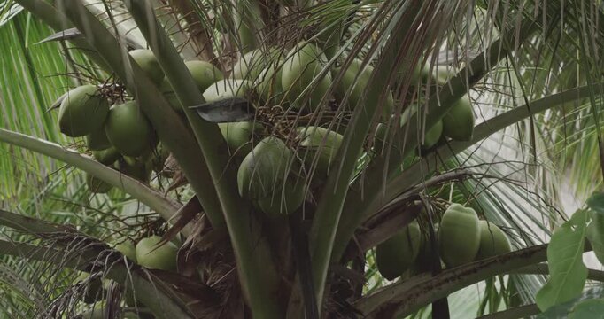 Coconut Palm Tree with Green Fruit in Tayrona Colombia