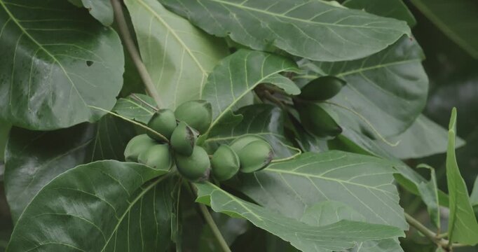 Close-up of Green Fruits and Leaves in Tayrona Colombia