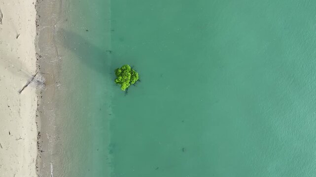 Mangrove tree lone australia, coastline, art beautiful