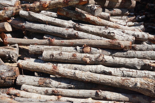 Stacked Logs For Timber And Firewood