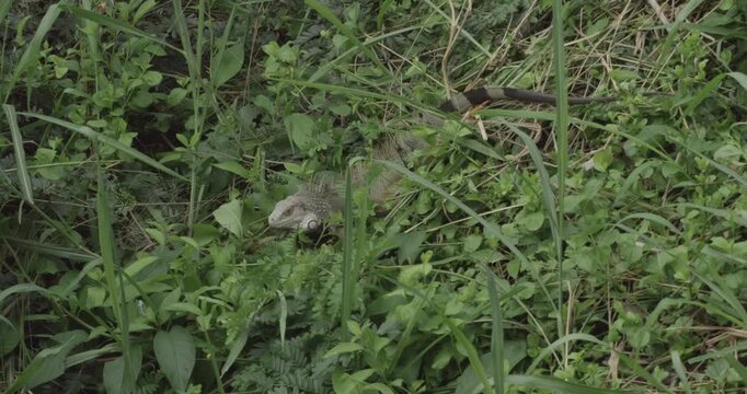 Iguana in Greenery in Tayrona Colombia