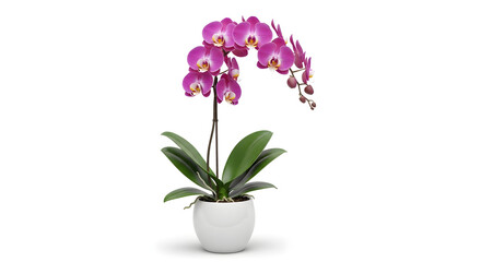 Fototapeta na wymiar Purple orchid plant in white pot